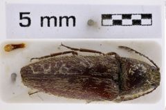 Foto (Dorsalansicht) von Melanotus immisus (Candéze, 1897) (NHMW-ZOO-COL-0007771)